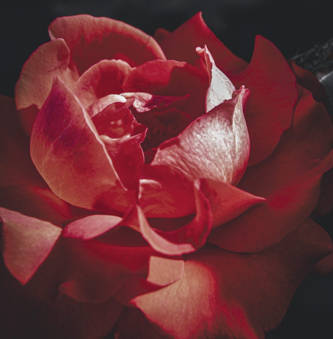 Rosa vermelha